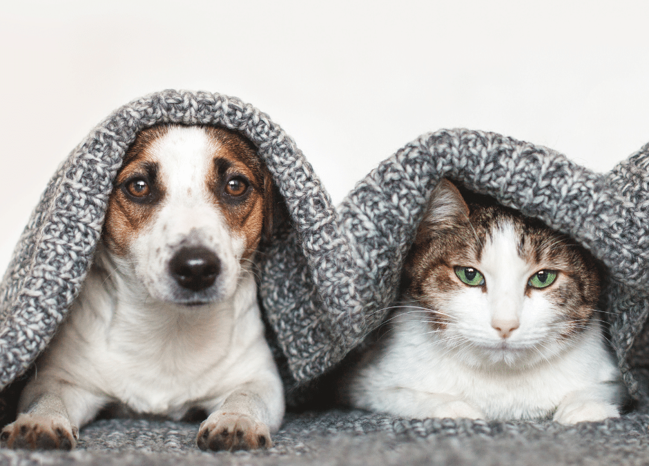 4 Ways to Prepare For A New Pet In Your Household