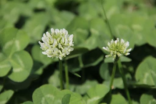 a close up of a flower