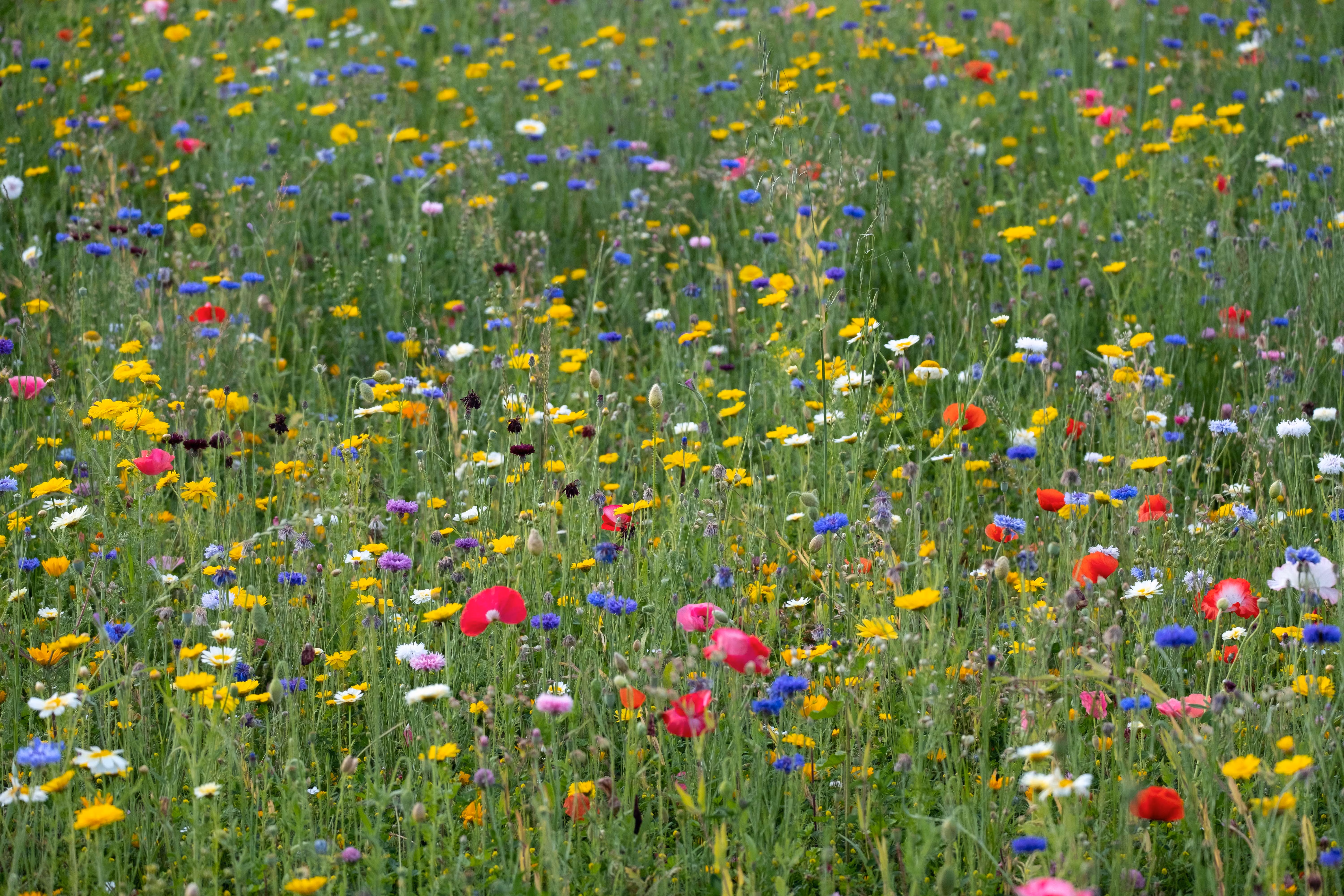 Loose Wildflower Field